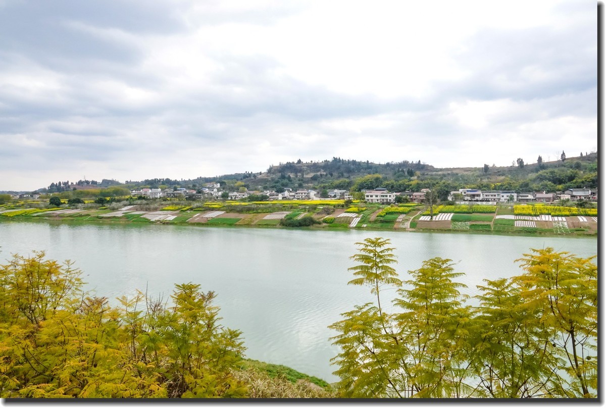 油菜花开春又来