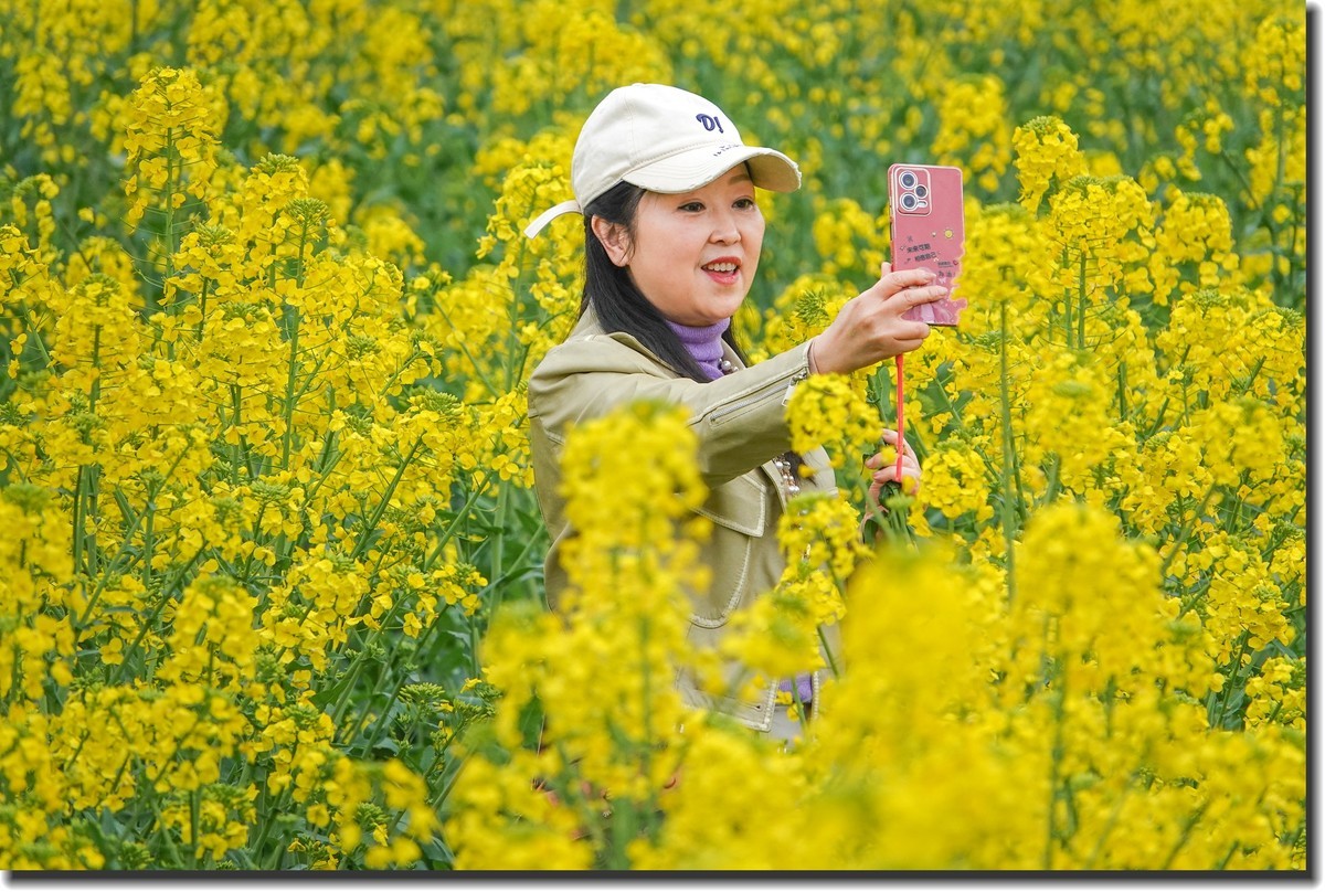 油菜花开春又来