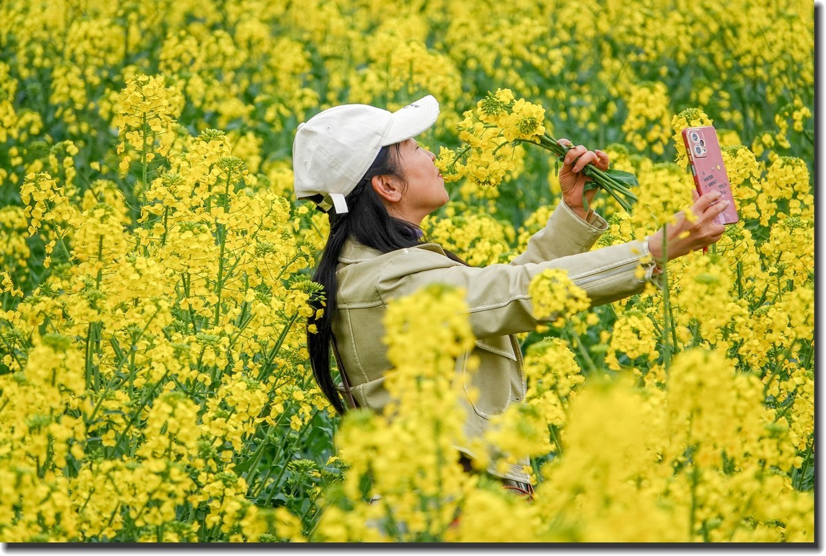 油菜花开春又来