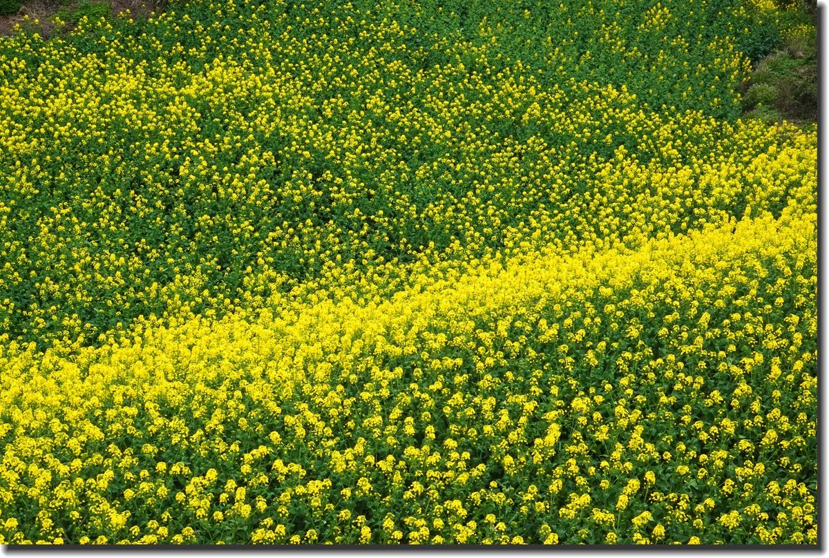 油菜花开春又来