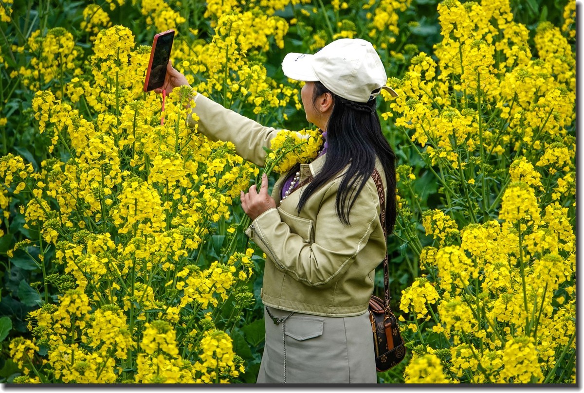 油菜花开春又来