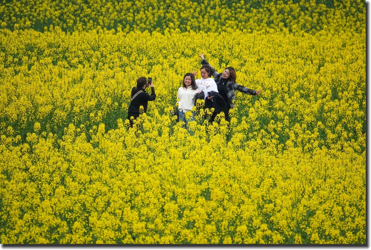 油菜花开春又来