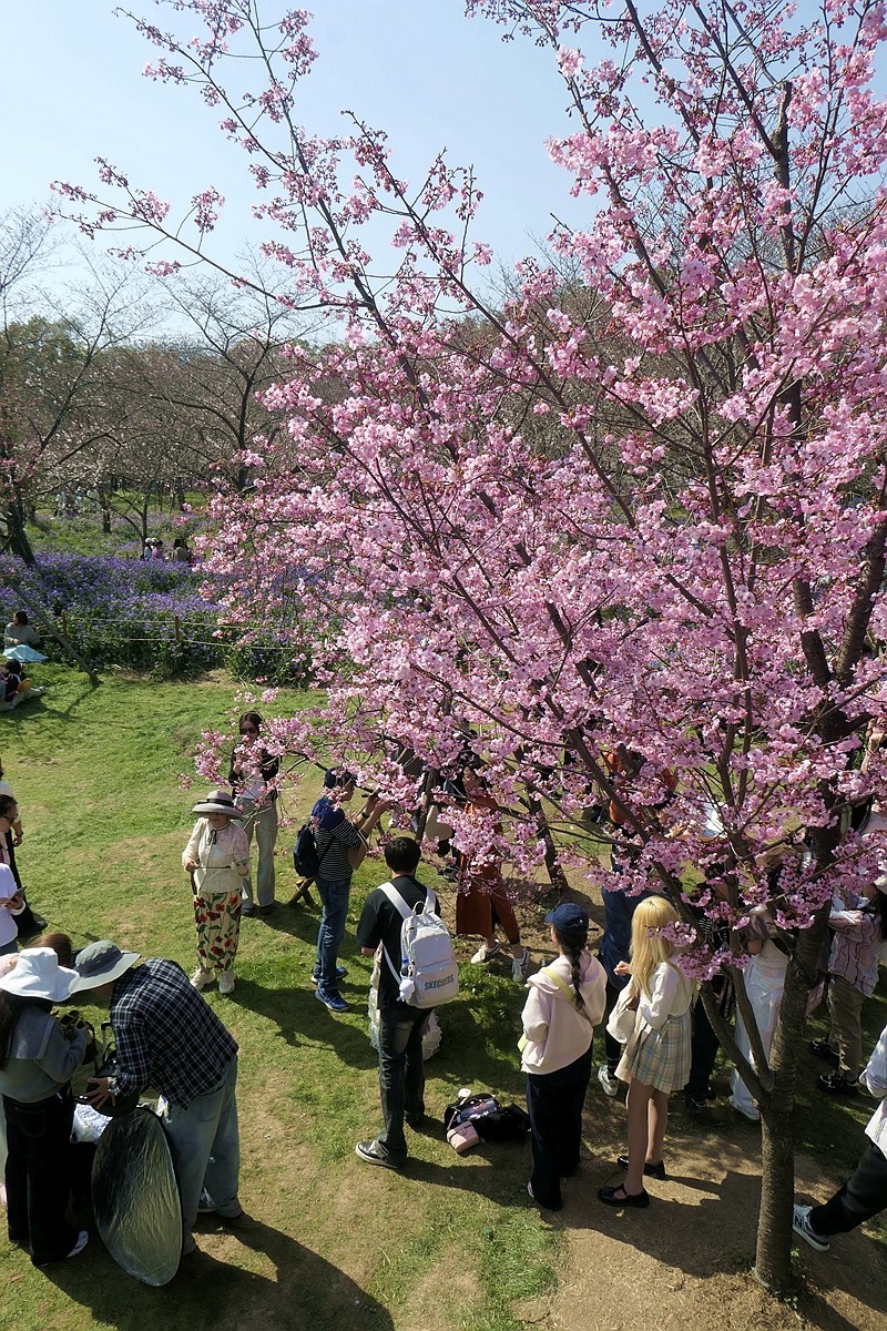东湖樱花园六