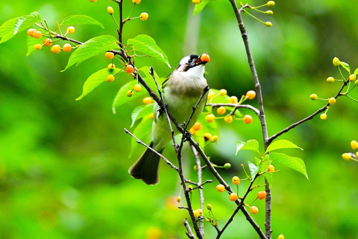 白头鹎吃樱桃