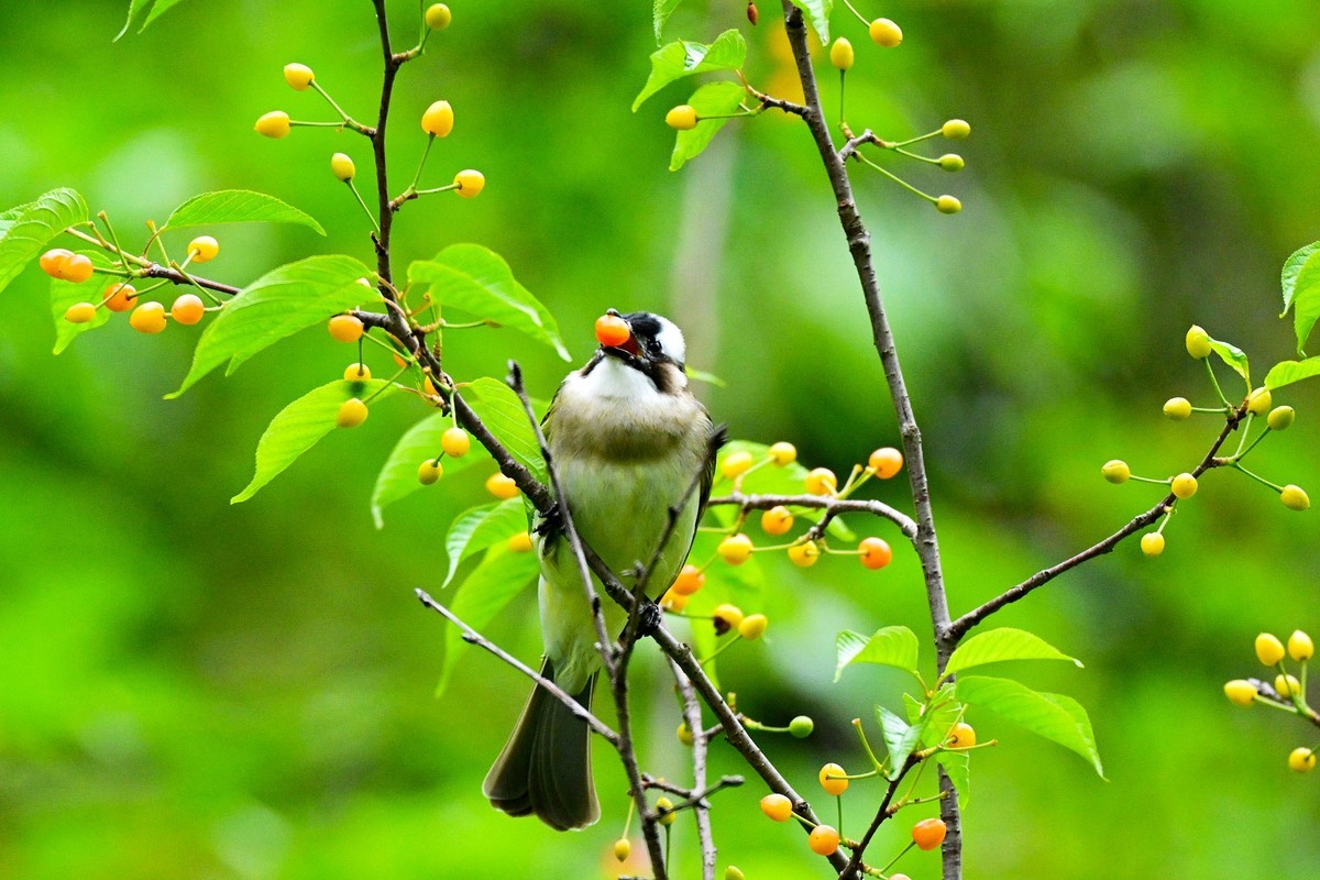 白头鹎吃樱桃