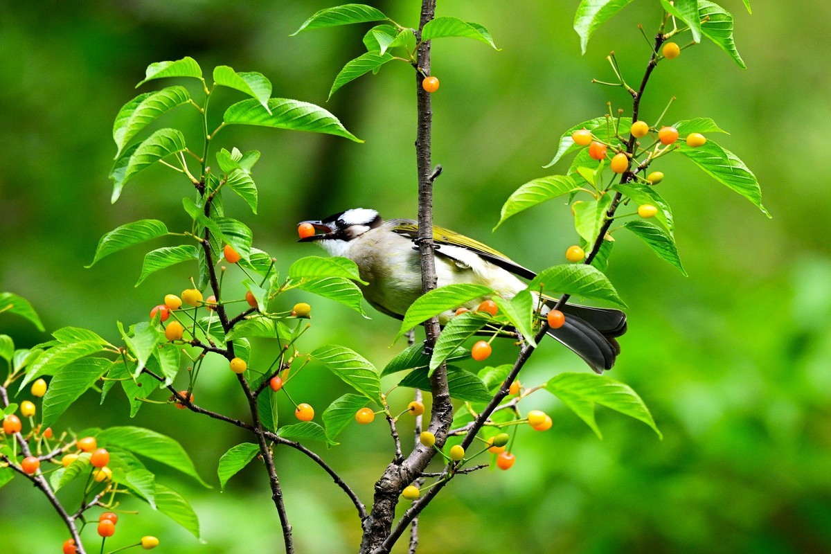 白头鹎吃樱桃