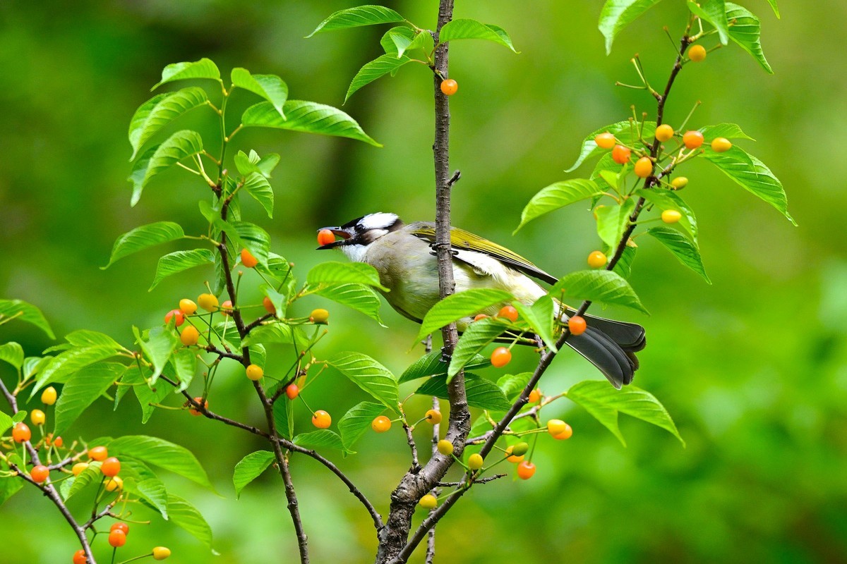 白头鹎吃樱桃