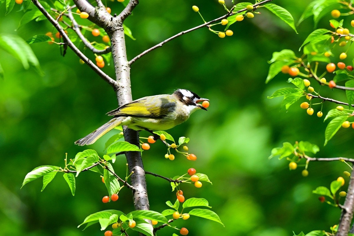 白头鹎吃樱桃