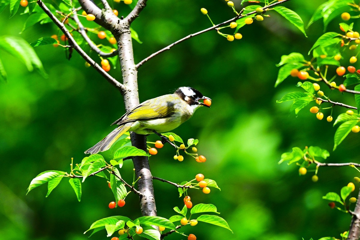 白头鹎吃樱桃