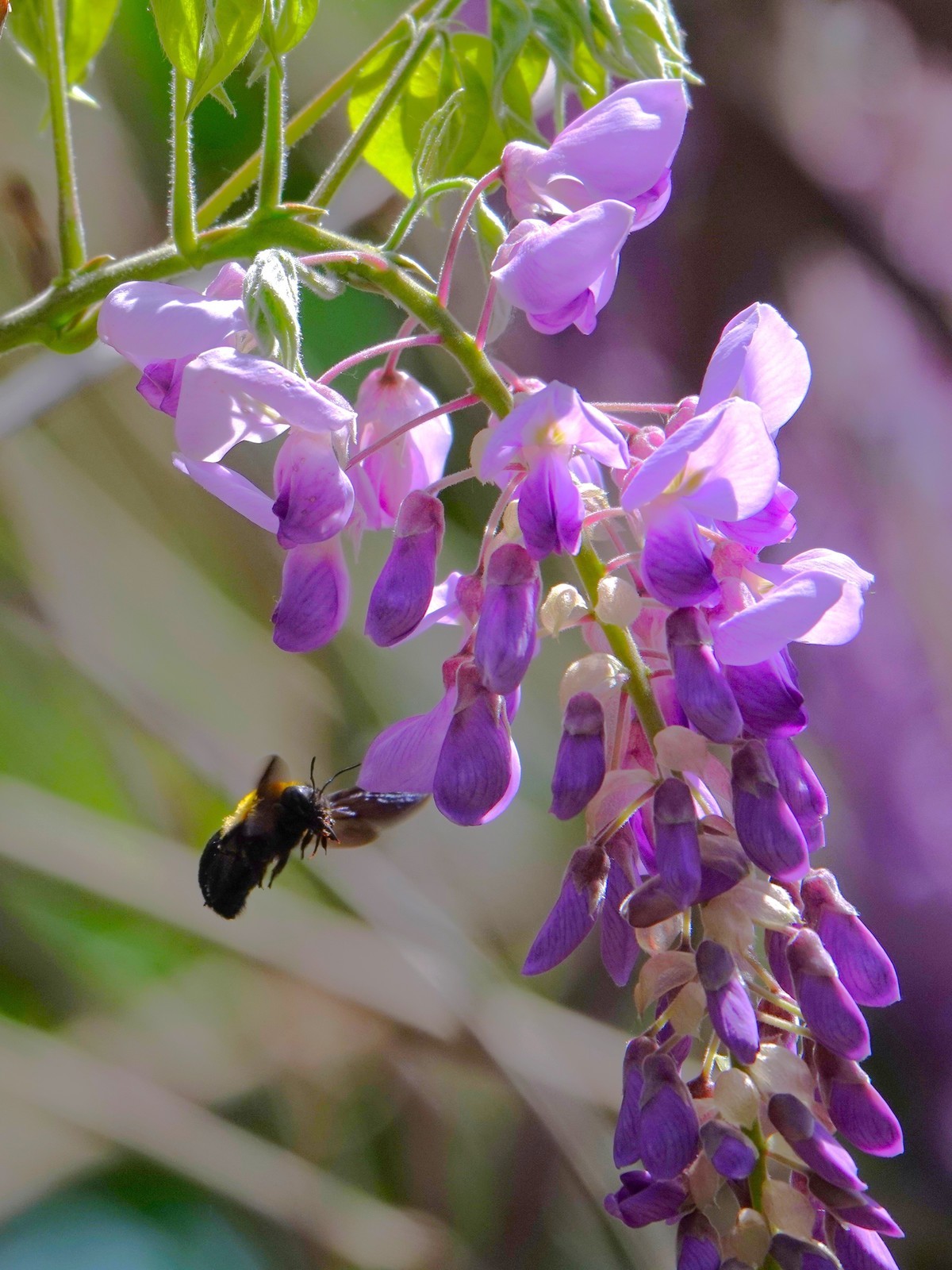 紫藤飘香引蜂来