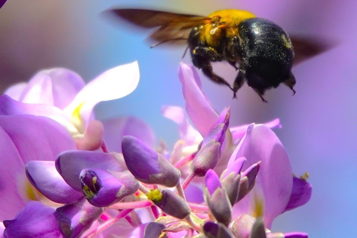 紫藤飘香引蜂来