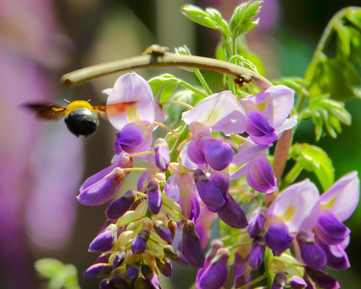 紫藤飘香引蜂来