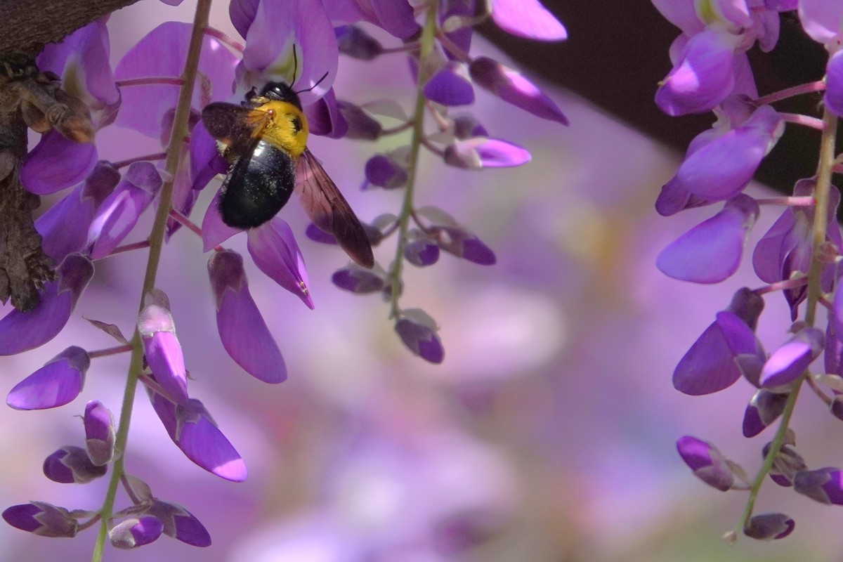 紫藤飘香引蜂来