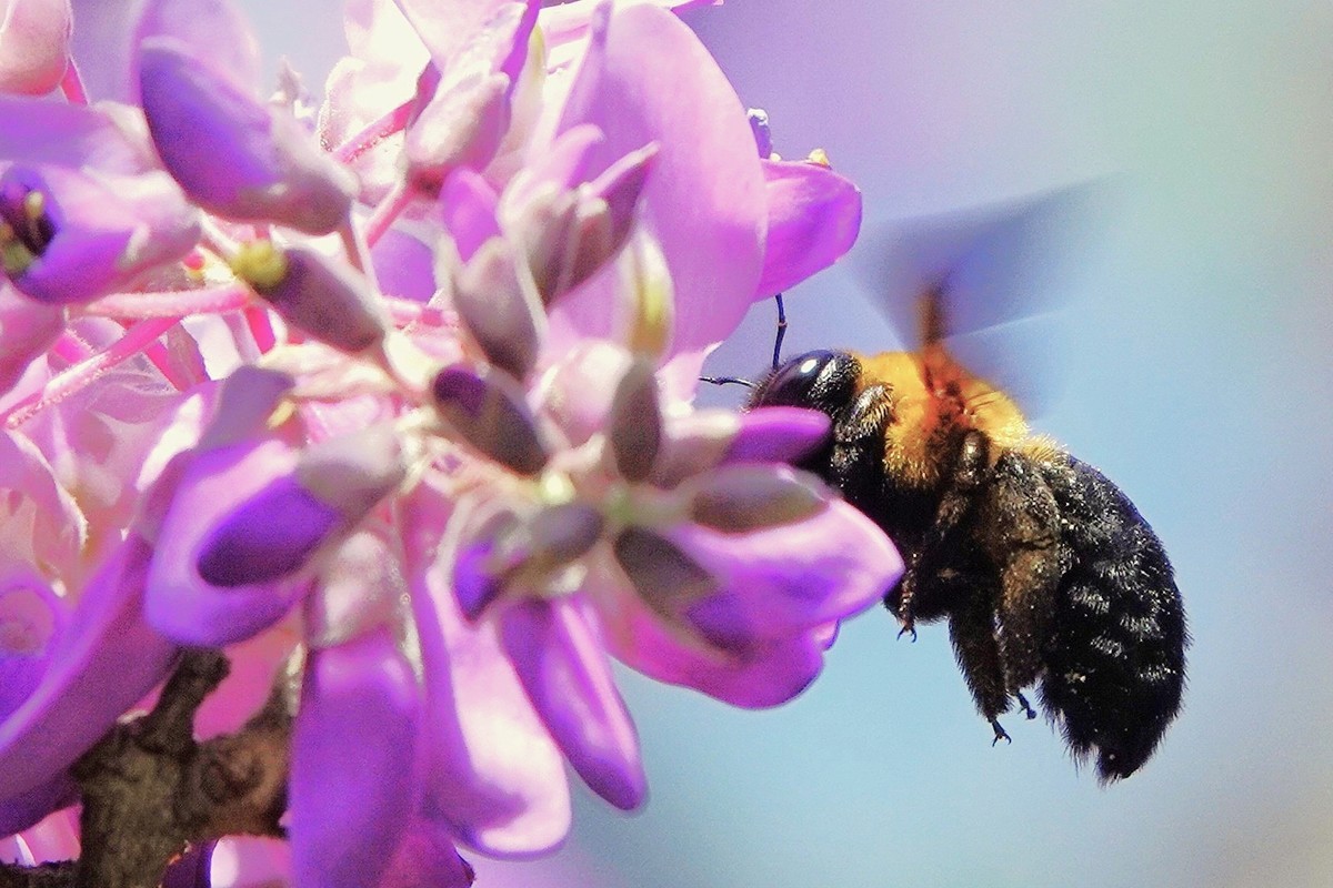 紫藤飘香引蜂来