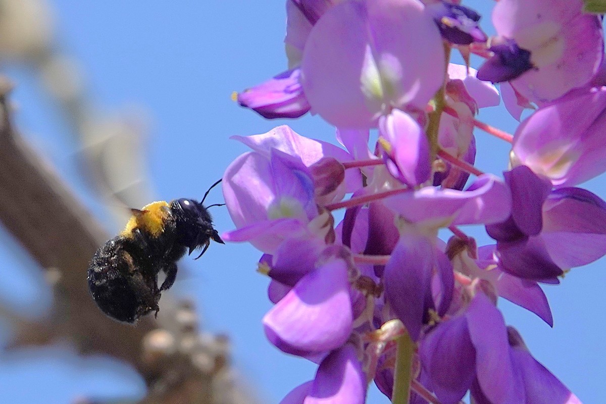 紫藤飘香引蜂来