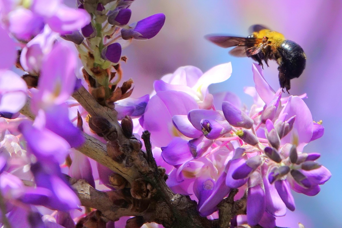 紫藤飘香引蜂来