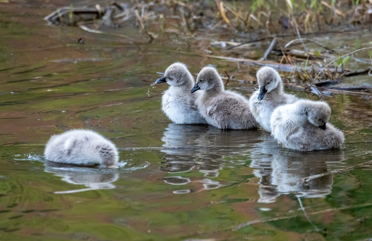 黑天鹅的一家子（二十一）