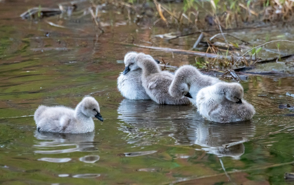 黑天鹅的一家子（二十一）