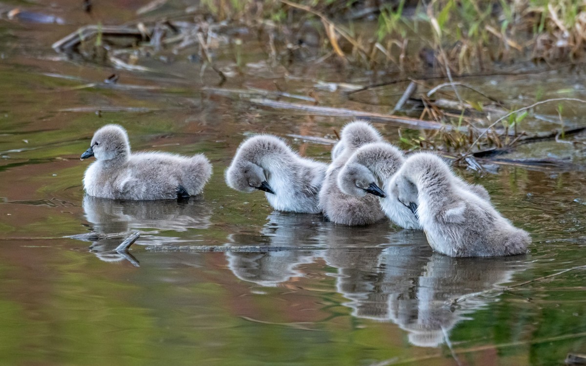 黑天鹅的一家子（二十一）