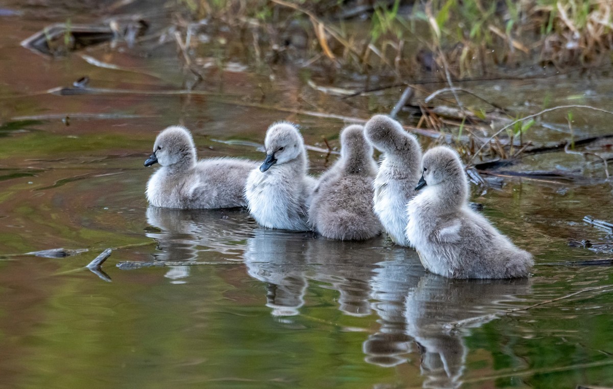 黑天鹅的一家子（二十一）