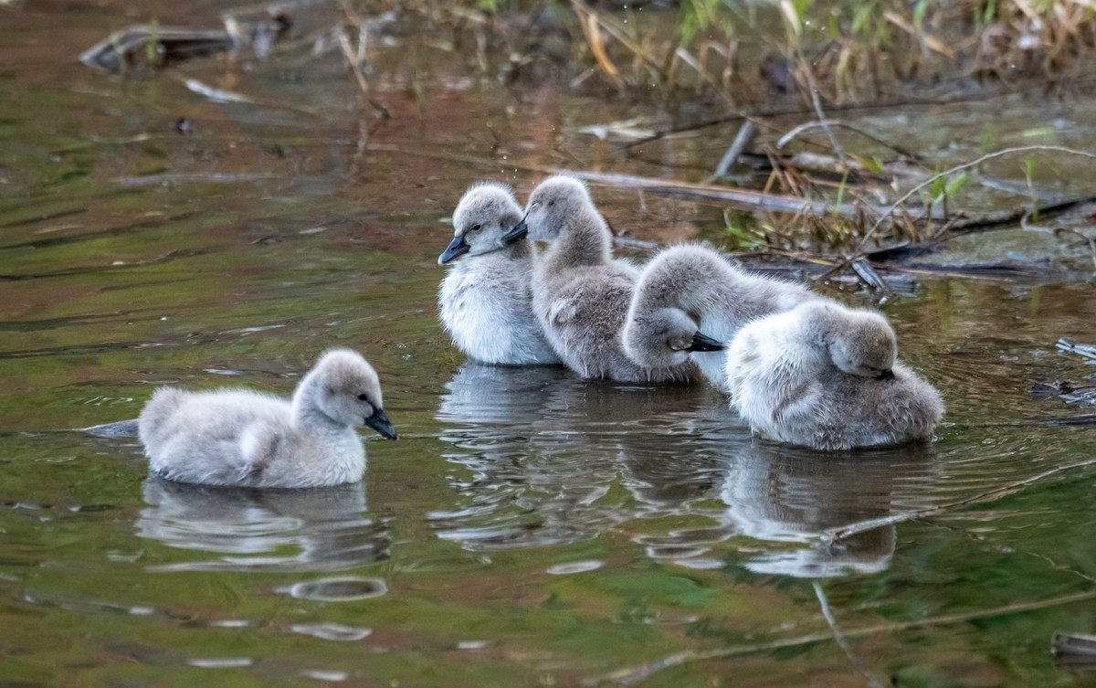 黑天鹅的一家子（二十一）
