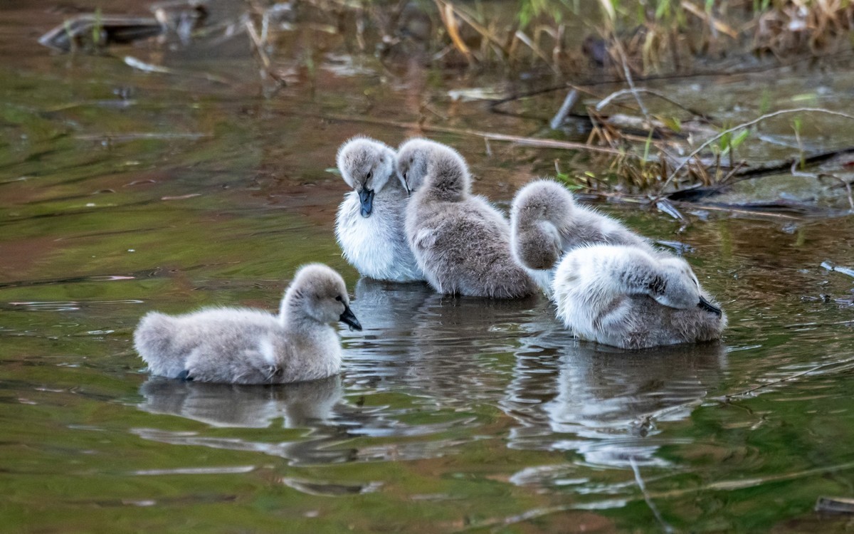 黑天鹅的一家子（二十一）