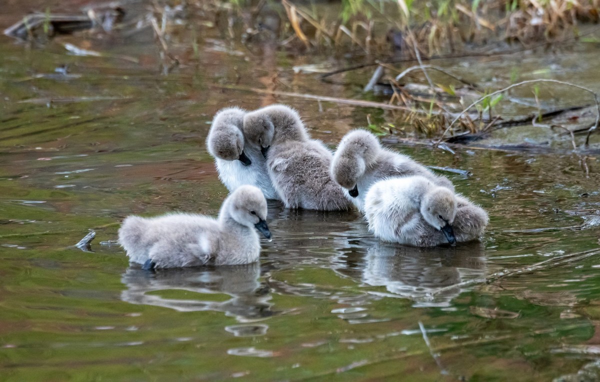 黑天鹅的一家子（二十一）