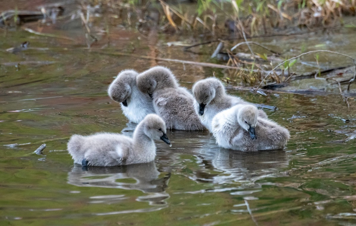 黑天鹅的一家子（二十一）