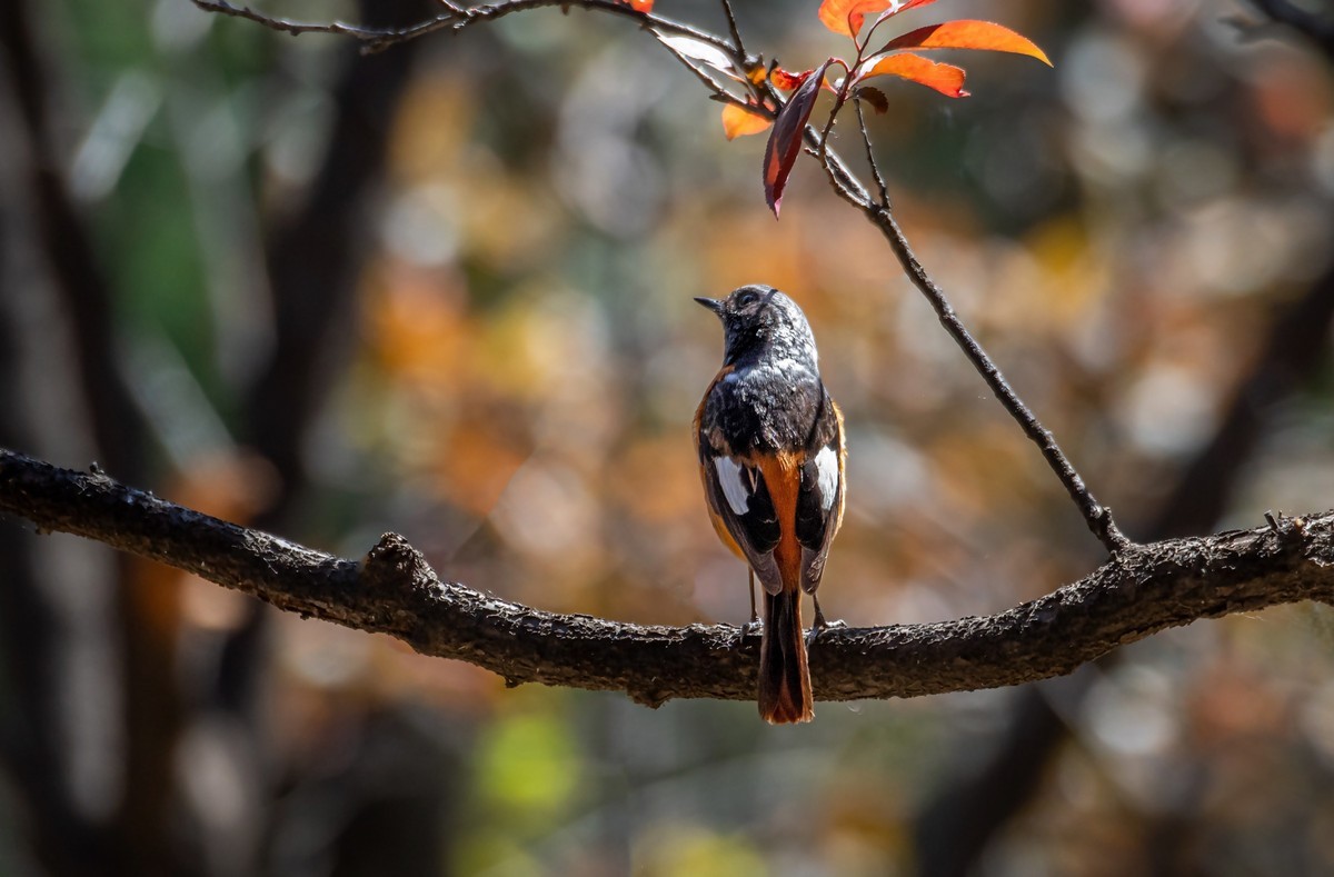 北红尾鸲（三十一）