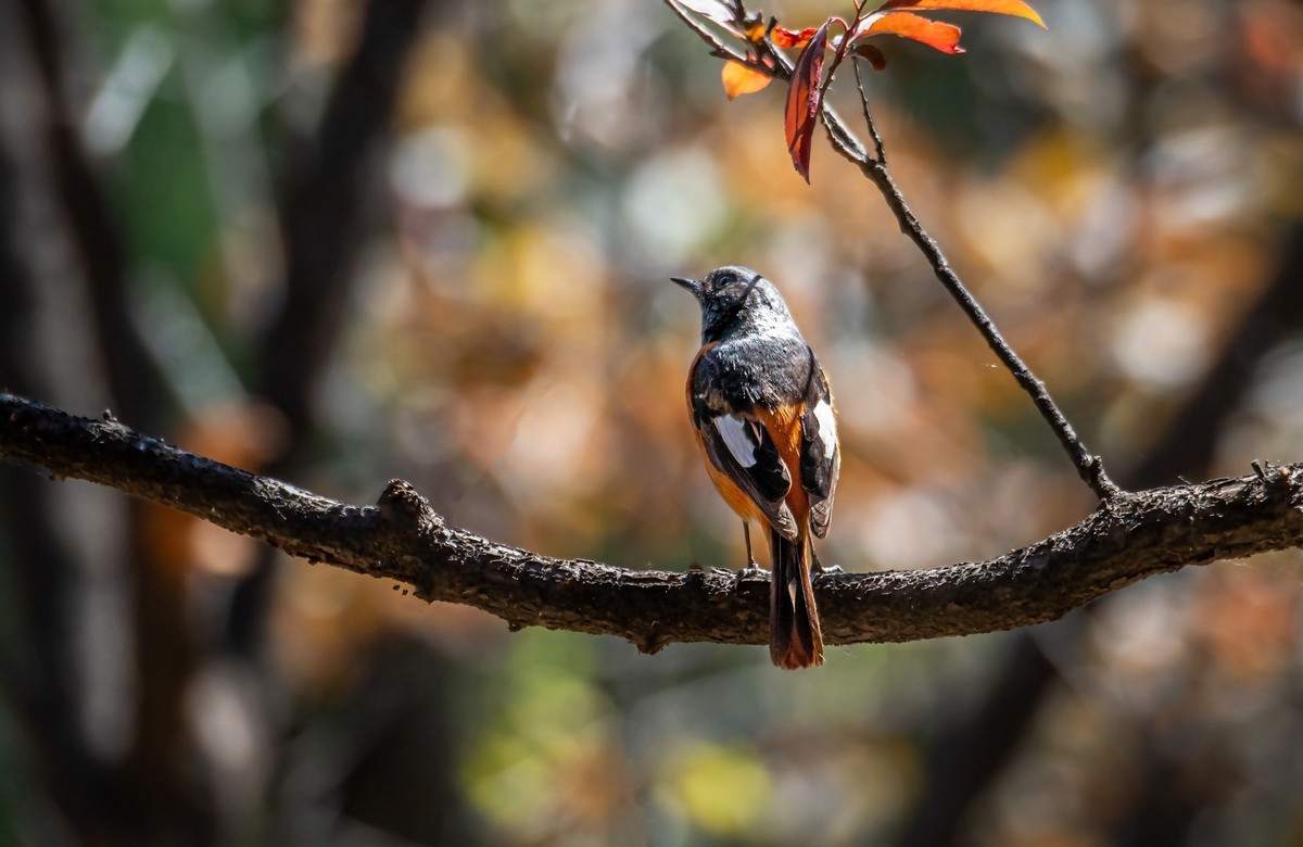 北红尾鸲（三十一）