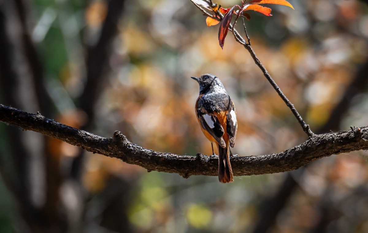 北红尾鸲（三十一）