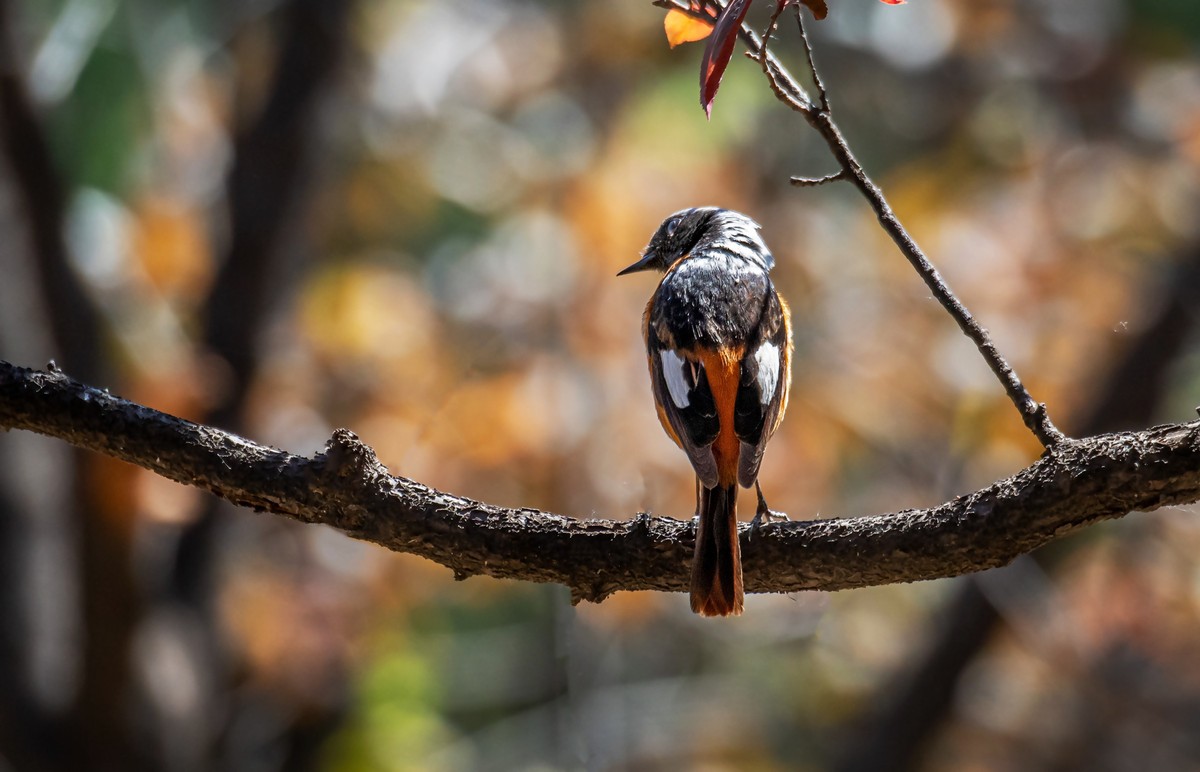 北红尾鸲（三十一）