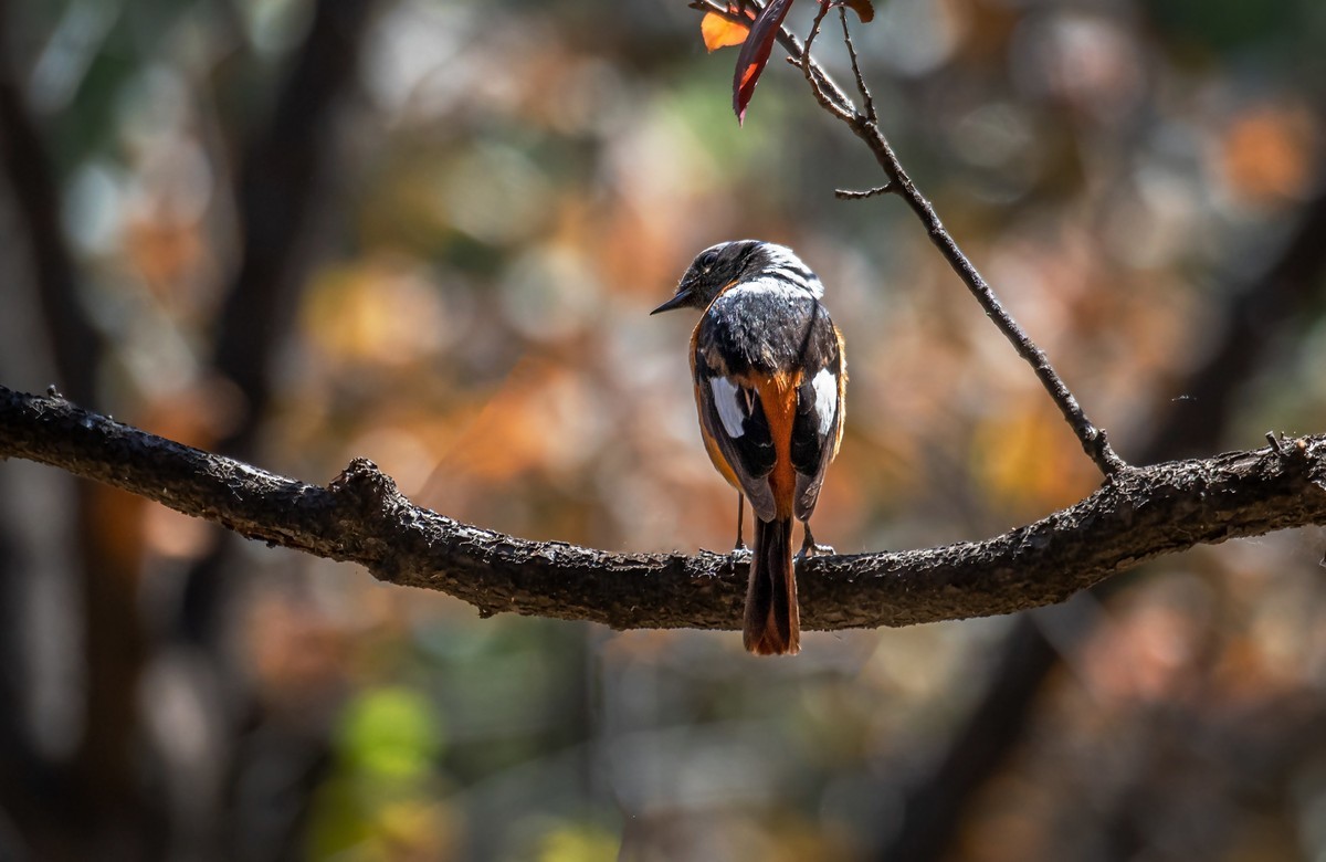 北红尾鸲（三十一）