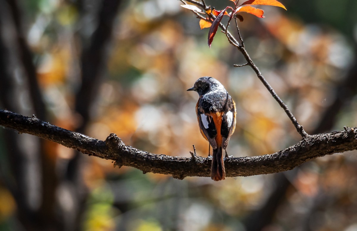 北红尾鸲（三十一）