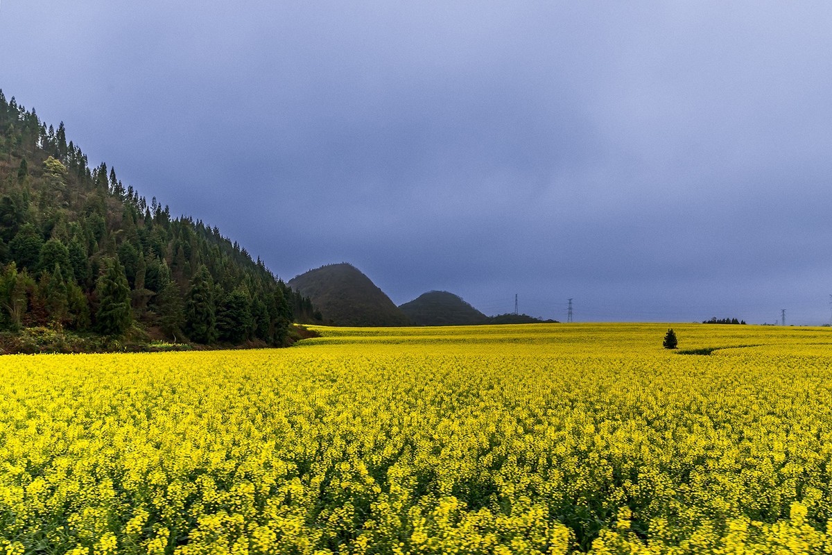旅游记录 ：云南 · 曲靖 · 罗平 · 金鸡峰丛