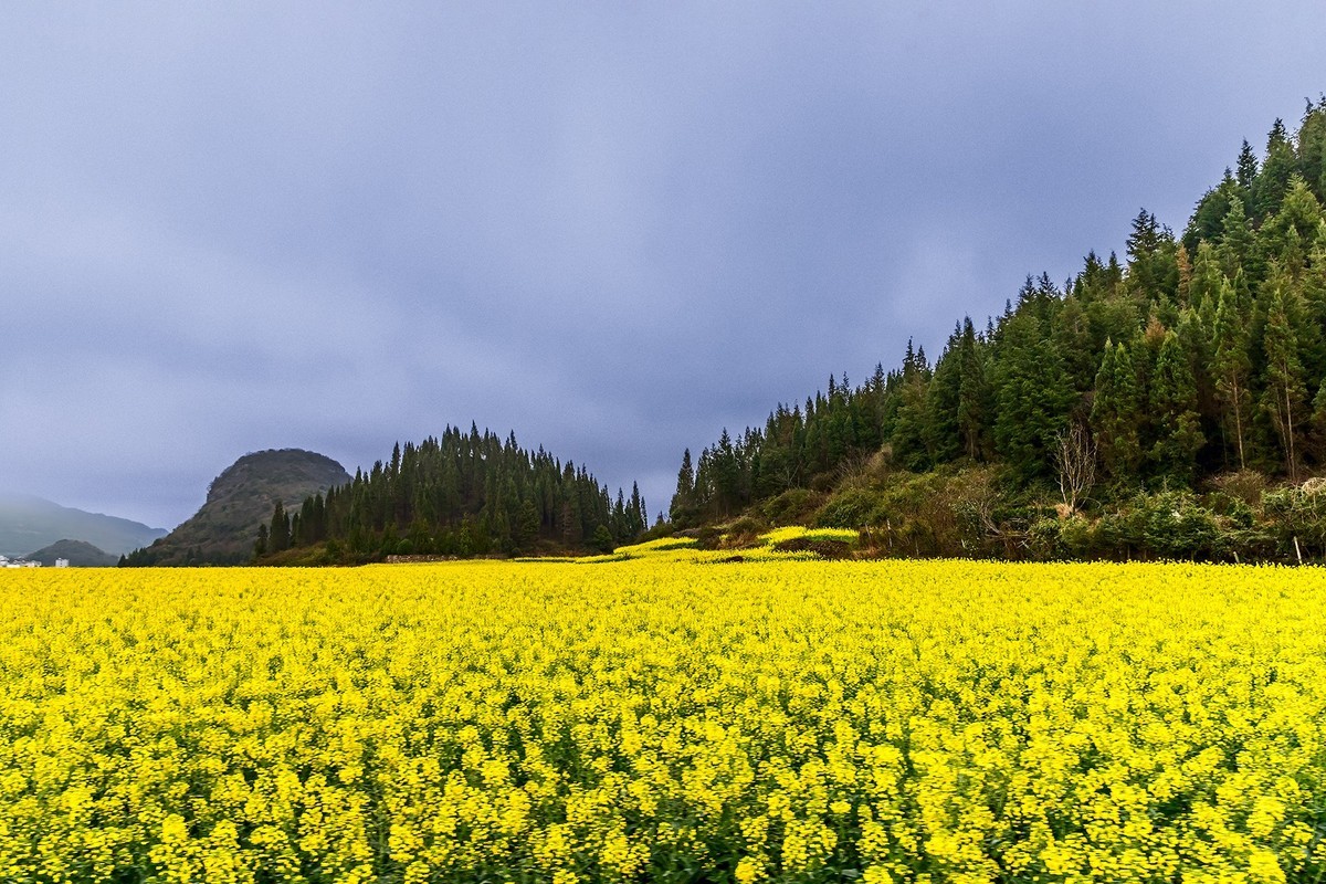 旅游记录 ：云南 · 曲靖 · 罗平 · 金鸡峰丛