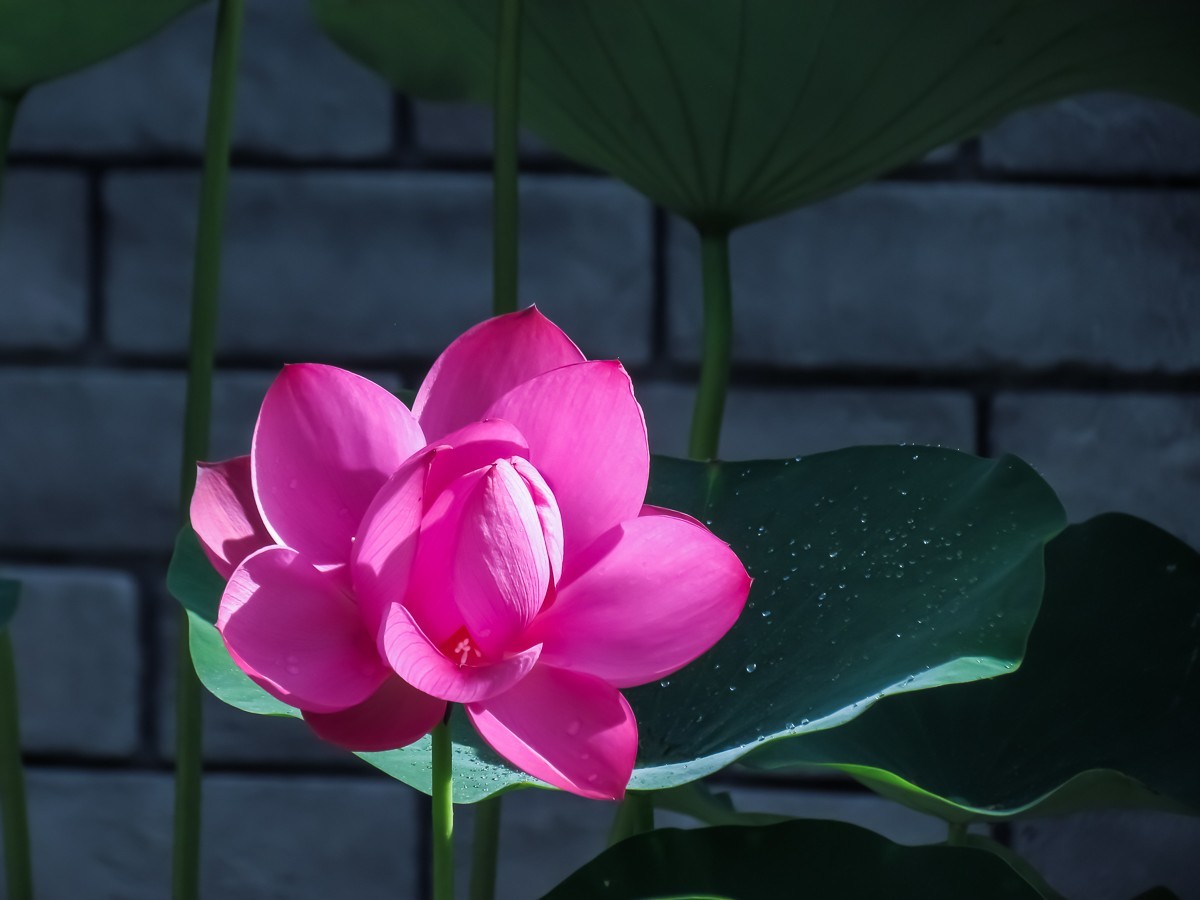 荷花