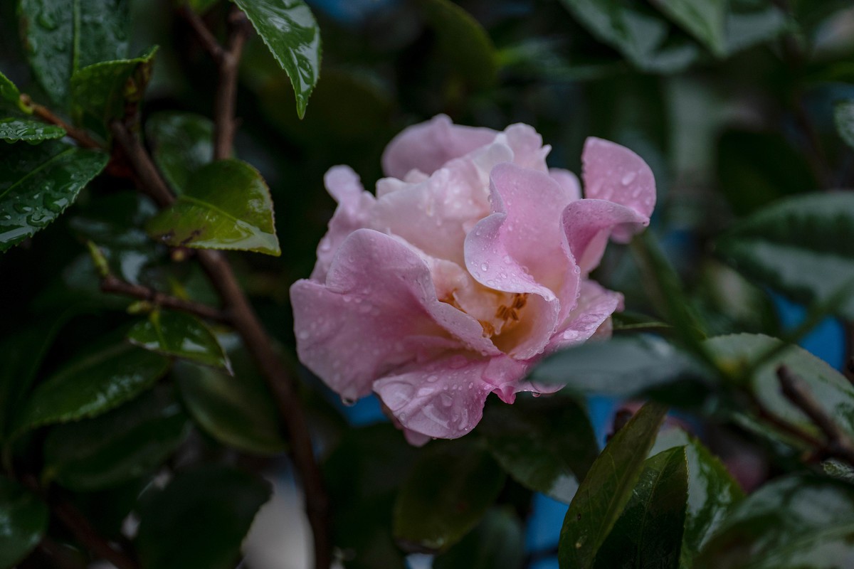a7Rm4+Zeiss Batis-135mm F2.8 Apo ( 雨打家花 ）