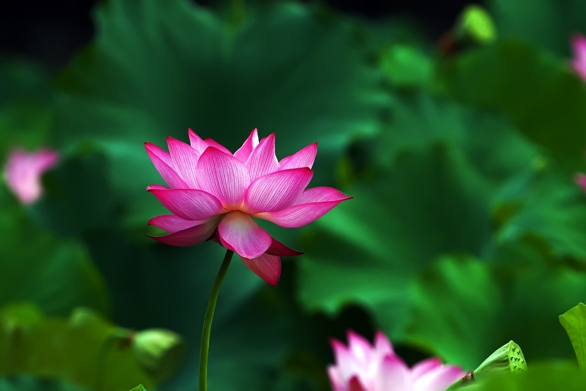 2021_荷为贵44