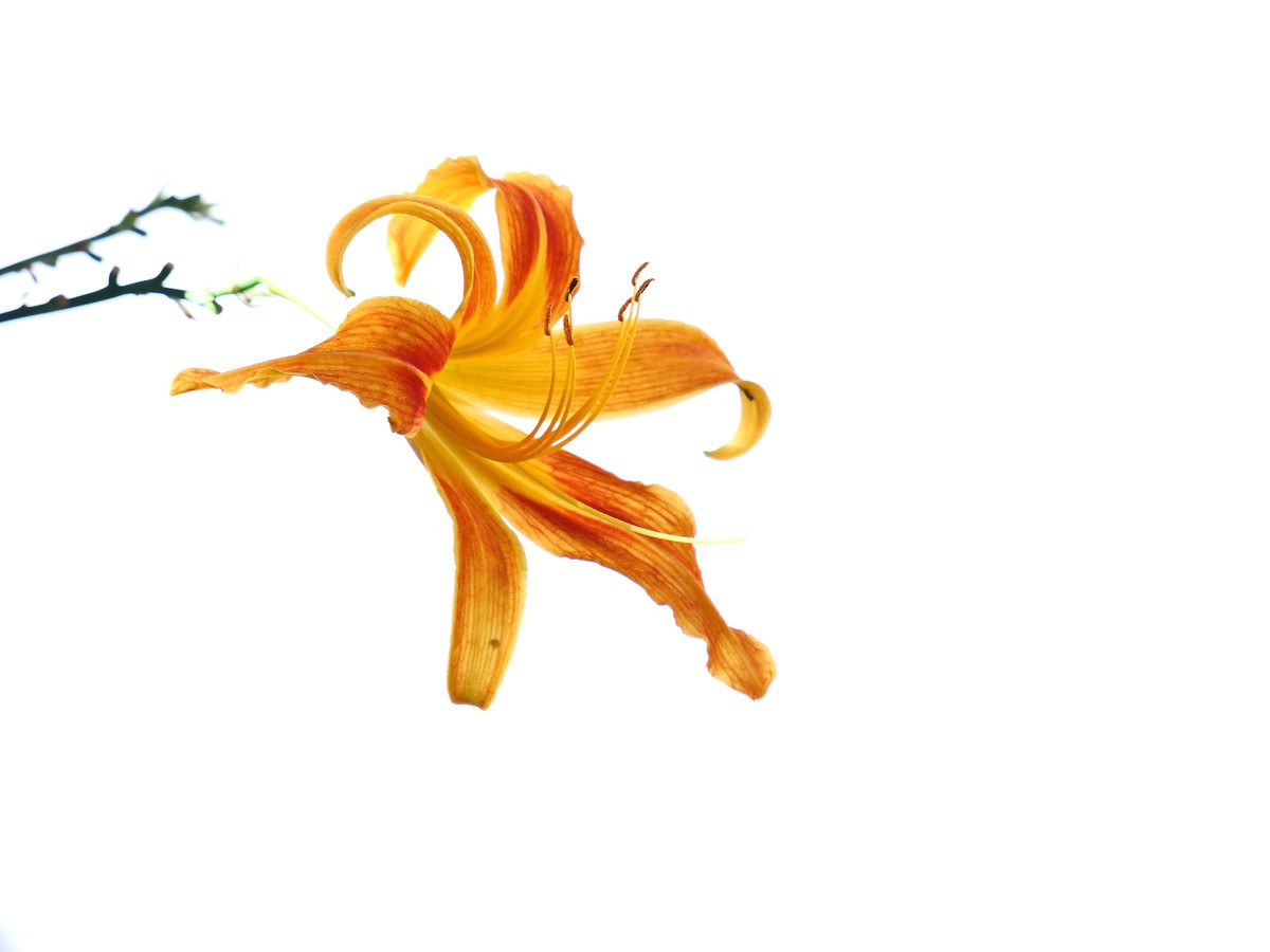 晴空万里的梅花山