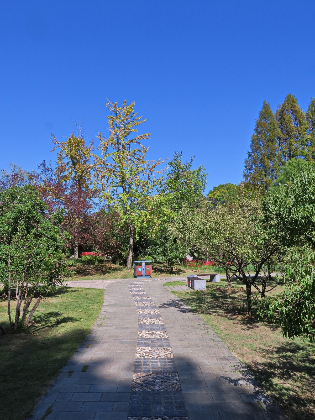 晴空万里的梅花山