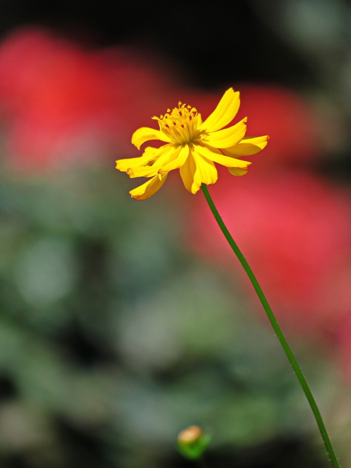 晴空万里的梅花山