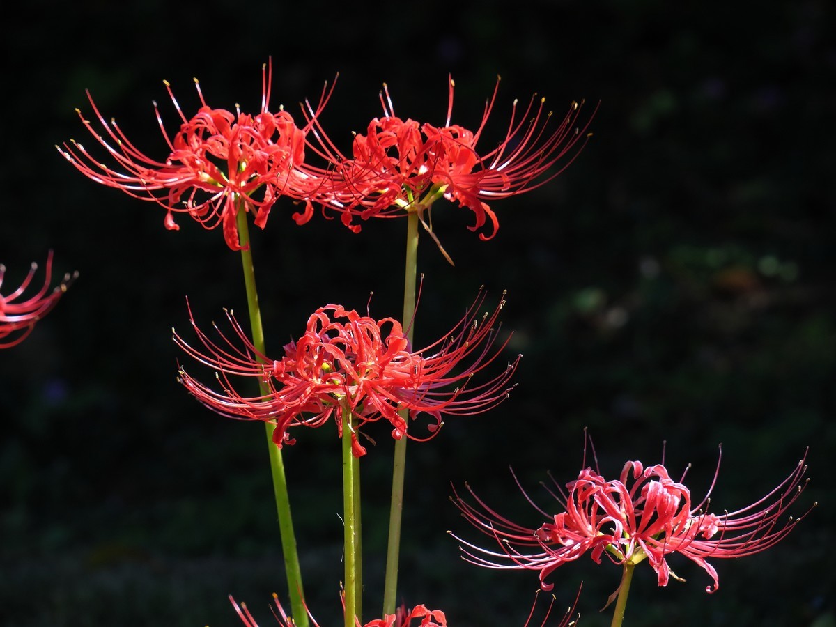 晴空万里的梅花山