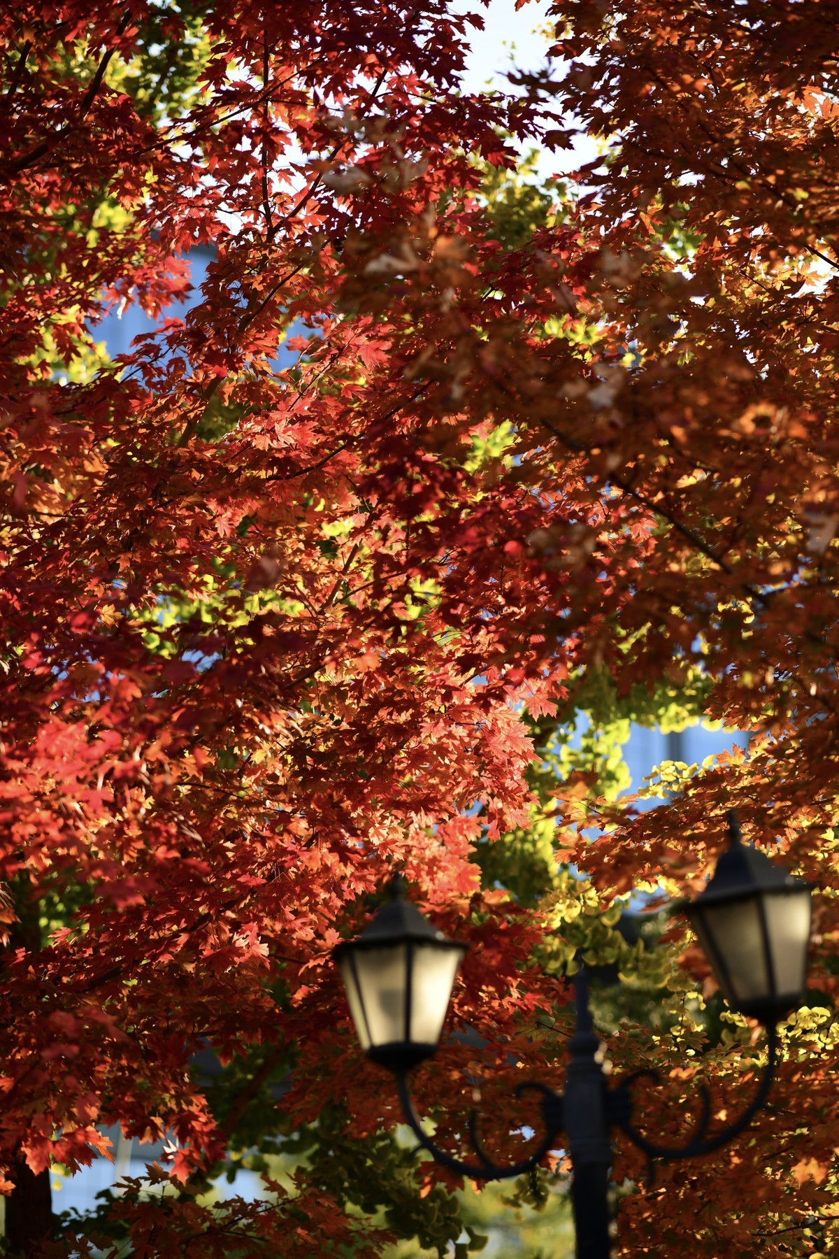 楼下的叶子红了