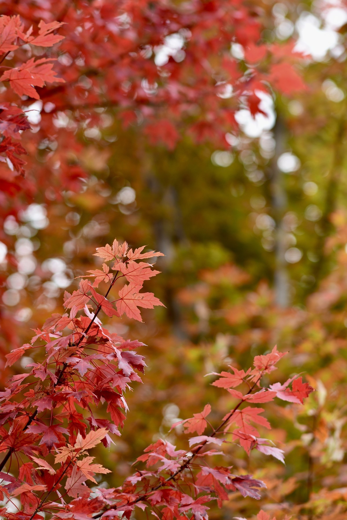 楼下的叶子红了