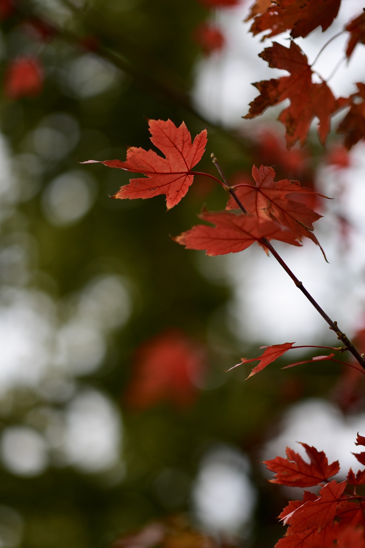 楼下的叶子红了