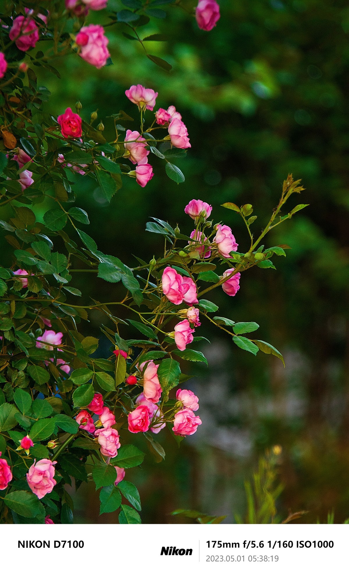 之前D7100拍的最后一些照片，给整理下，留个纪念