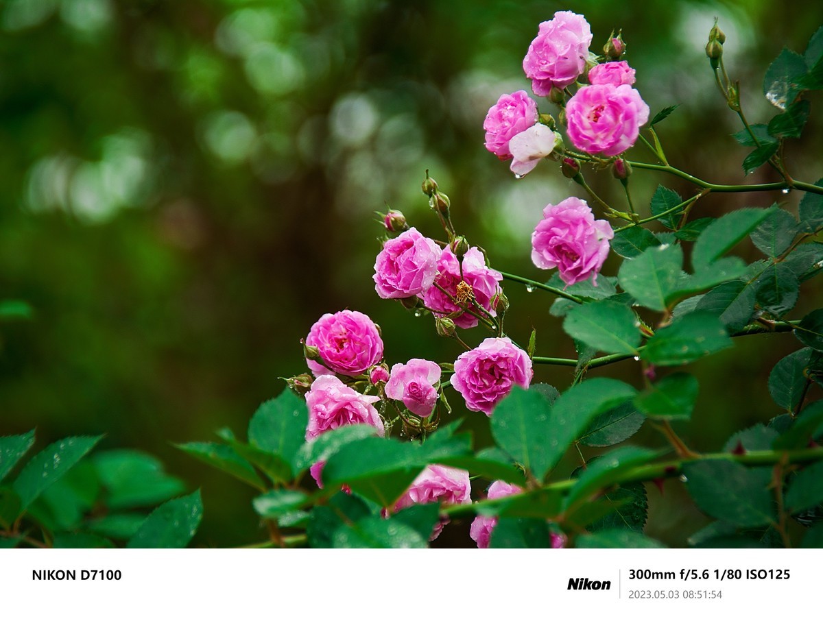 之前D7100拍的最后一些照片，给整理下，留个纪念