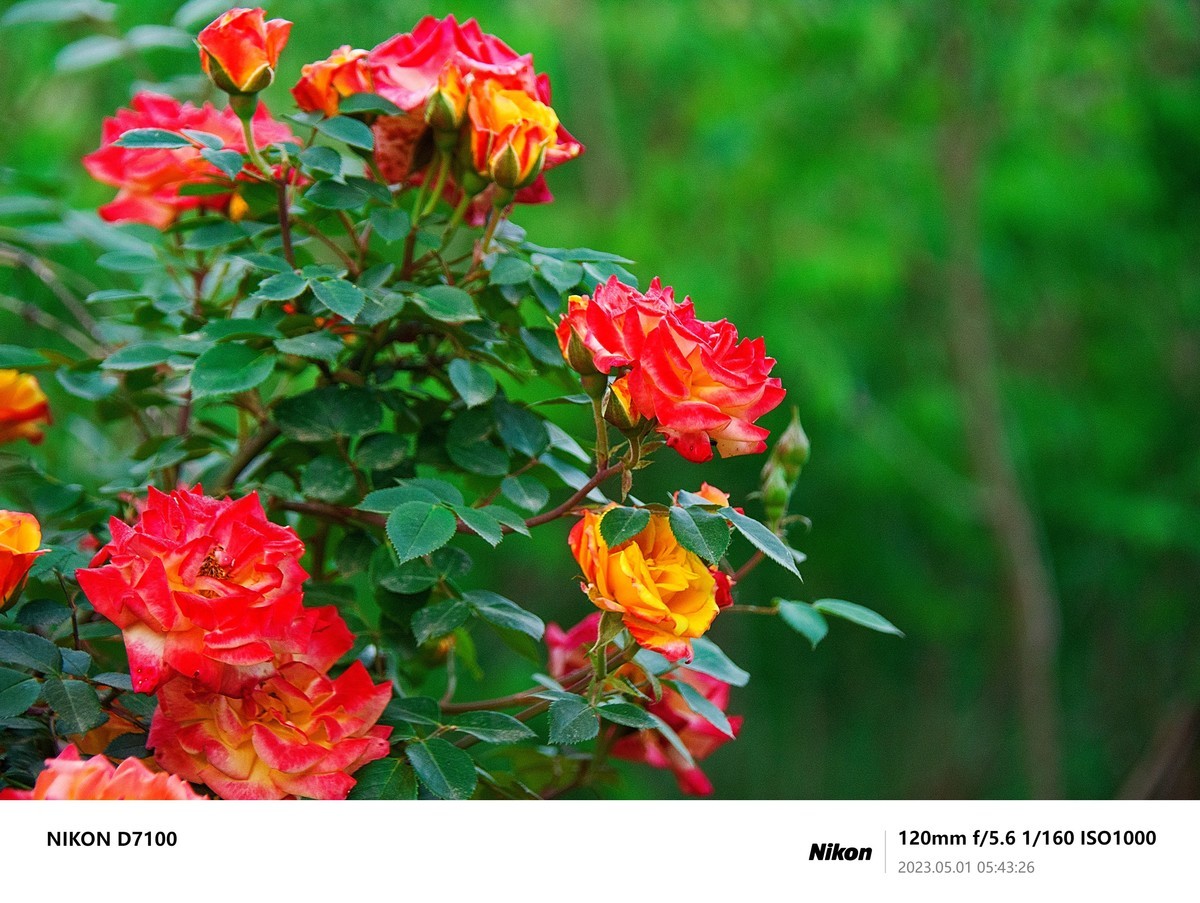 之前D7100拍的最后一些照片，给整理下，留个纪念