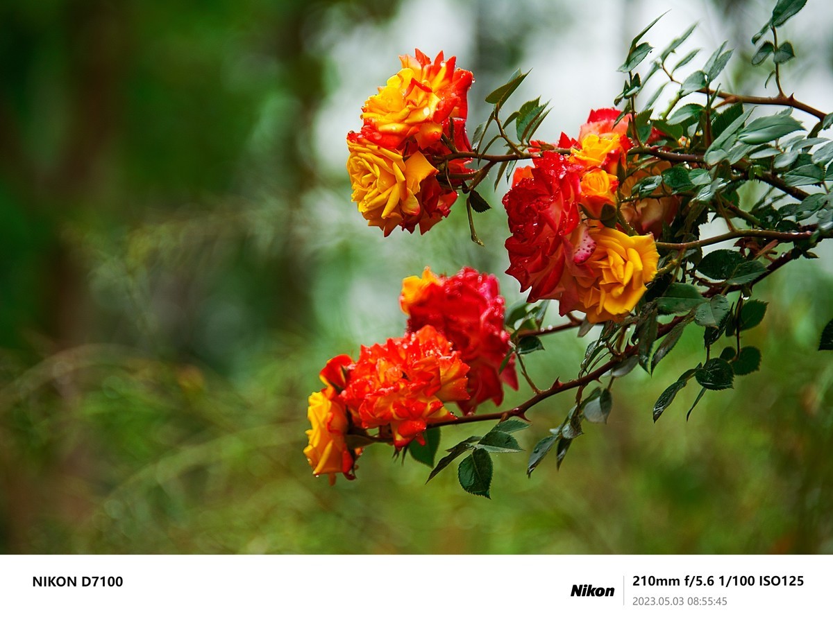 之前D7100拍的最后一些照片，给整理下，留个纪念